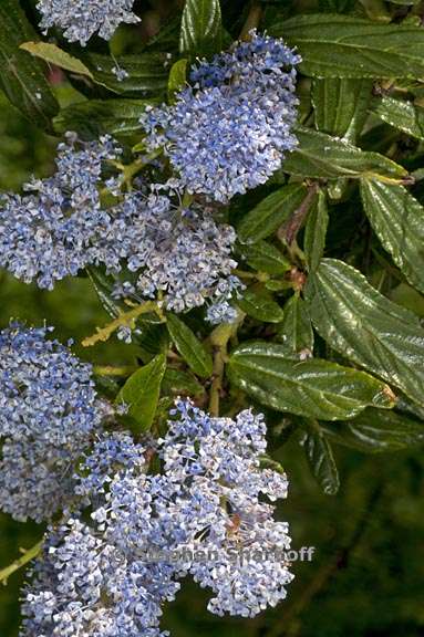 ceanothus papillosus x thyrsiflorus 3 graphic